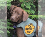 Small #4 Chocolate Labrador retriever Mix
