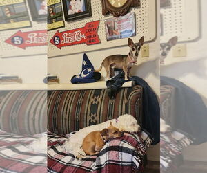 Sammy - Male Chihuahua Dog for Adoption - Photo #3