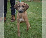 Small #2 Coonhound Mix