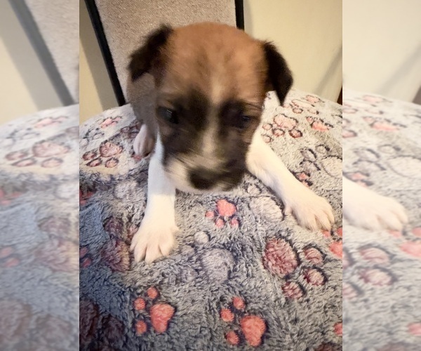 Medium Photo #1 Boston Terrier-Jack Russell Terrier Mix Puppy For Sale in LONDONDERRY, NH, USA