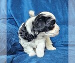 Small Photo #3 Morkie Puppy For Sale in HOLLAND, MI, USA