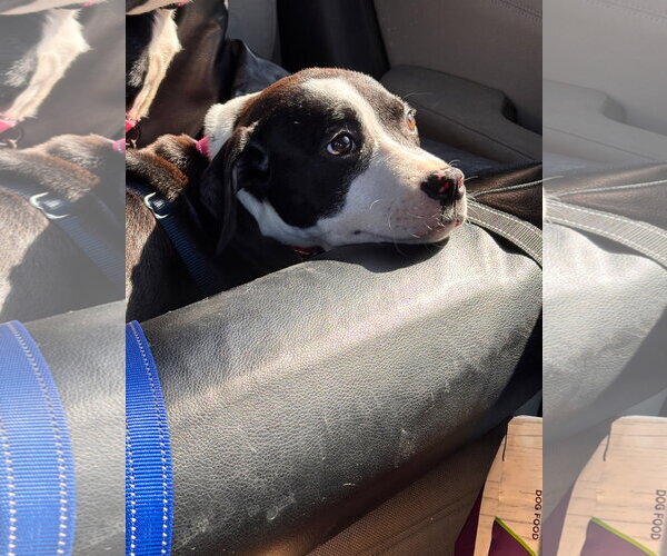 Medium Photo #1 American Staffordshire Terrier-Boxer Mix Puppy For Sale in Holly Springs, NC, USA