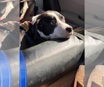 Small American Staffordshire Terrier-Boxer Mix
