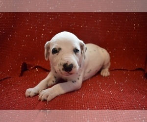 Dalmatian Puppy for sale in HUNTINGTON, AR, USA