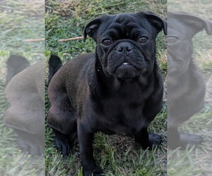 Miles - Male Pug-Unknown Mix Dog for Adoption - Photo #2