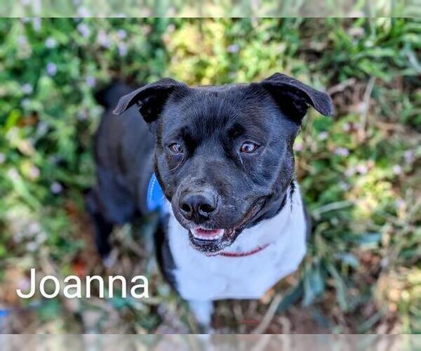 Medium Photo #4 American Pit Bull Terrier Puppy For Sale in McKinleyville, CA, USA