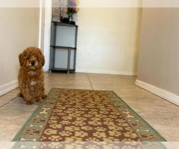 Medium Photo #3 Maltipoo Puppy For Sale in TUCSON, AZ, USA