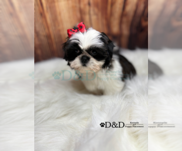 Medium Photo #19 Shih Tzu Puppy For Sale in RIPLEY, MS, USA