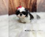 Small Photo #19 Shih Tzu Puppy For Sale in RIPLEY, MS, USA