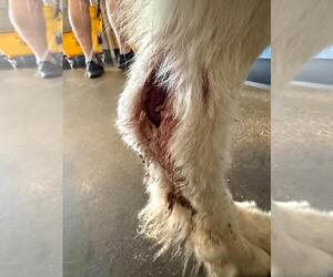 Found stray: Bixby - Male Great Pyrenees-Unknown Mix Dog for Adoption - Photo #3