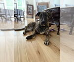 Small Photo #11 Mutt Puppy For Sale in Oak Bluffs, MA, USA