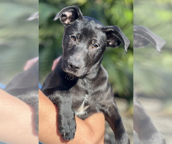 Medium Photo #16 Mutt Puppy For Sale in Dana Point, CA, USA