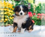 Small #2 Miniature Australian Shepherd