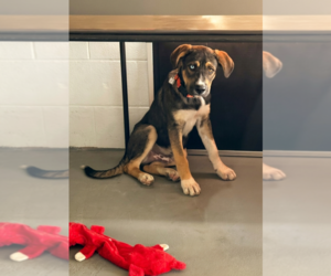 Great Dane-Labrador Retriever Mix Dogs for adoption in Genesee, WI, USA