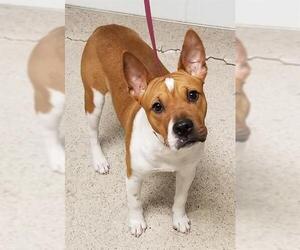 Mutt Dogs for adoption in Bakersfield, CA, USA