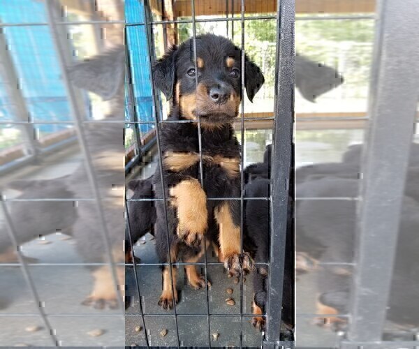 Medium Photo #13 Rottweiler Puppy For Sale in RIEGELWOOD, NC, USA