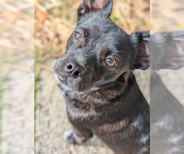 Medium Photo #2 Mutt Puppy For Sale in Springdale, PA, USA