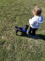 Pug Puppy for sale in DUNKIRK, NY, USA