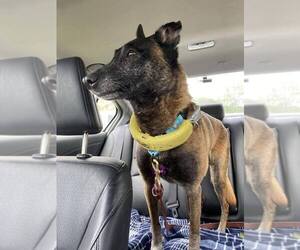 Mutt Dogs for adoption in Imlay City, MI, USA
