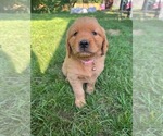 Puppy PINK Golden Retriever