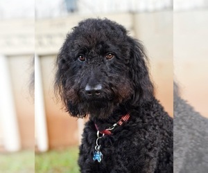 Father of the Goldendoodle puppies born on 02/05/2021