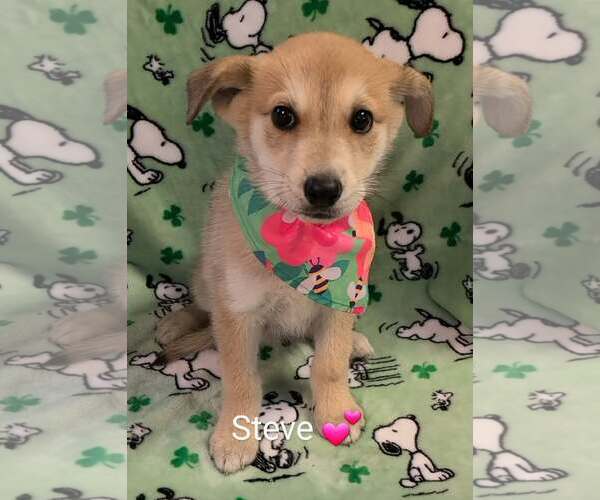 Medium Photo #1 Golden Shepherd Puppy For Sale in SHERBURNE, NY, USA