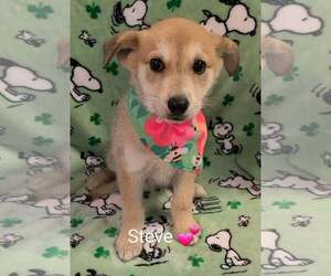 Golden Shepherd Dogs for adoption in SHERBURNE, NY, USA