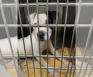 American Staffordshire Terrier Dogs for adoption in Waco, TX, USA