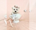 Small #12 Maltese