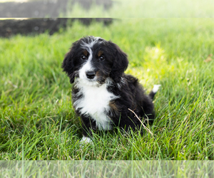 Miniature Bernedoodle Puppy for sale in SHIPSHEWANA, IN, USA