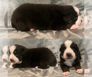 Miniature Australian Shepherd Puppy for sale in BROOKER, FL, USA
