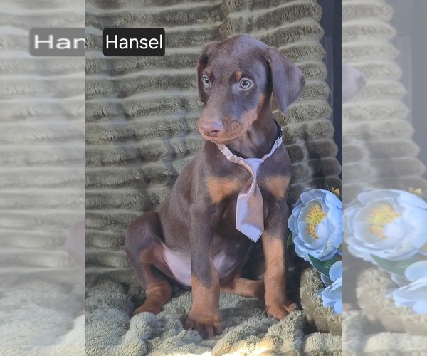 Medium Photo #2 Doberman Pinscher Puppy For Sale in POMEROY, OH, USA