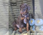 Small #1 Doberman Pinscher
