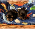 Small Photo #19 Yorkshire Terrier Puppy For Sale in BRIDGETON, NJ, USA