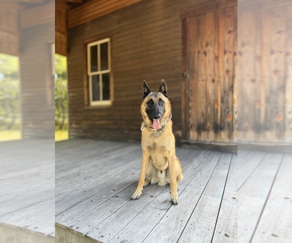 Medium Photo #1 Belgian Malinois Puppy For Sale in TOMS RIVER, NJ, USA