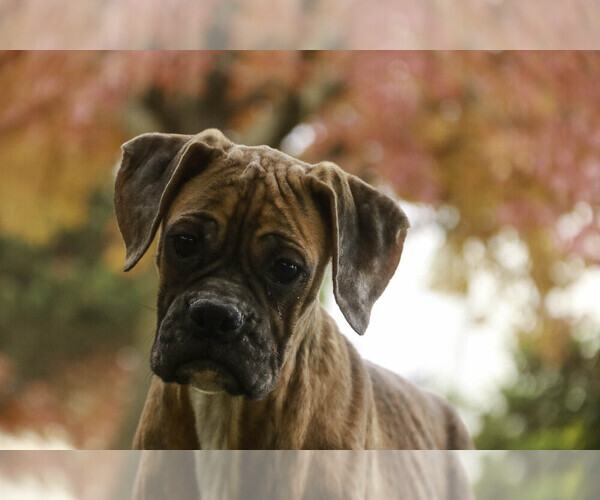 Medium Photo #1 Boxer Puppy For Sale in SHIPSHEWANA, IN, USA