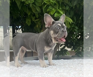 French Bulldog Puppy for sale in RIVERSIDE, CA, USA
