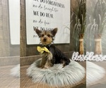 Small #6 Yorkshire Terrier