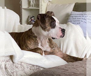 Rocky (the Brindle) - Male Mutt Dog for Adoption - Photo #4