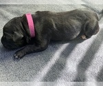 Puppy Magenta Cane Corso