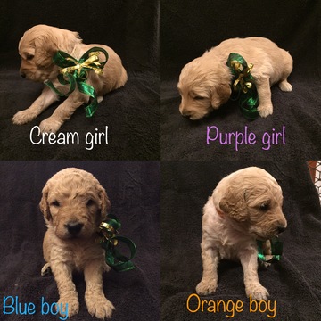Medium Photo #1 Goldendoodle Puppy For Sale in RAWLINS, WY, USA