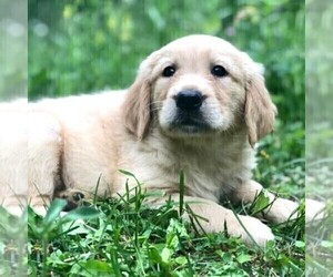 Golden Retriever Puppy for sale in DRY RUN, PA, USA