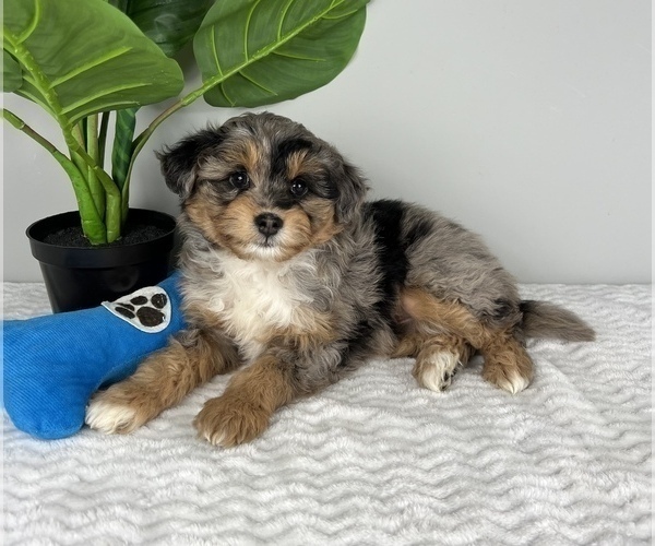 Medium Photo #6 Aussiedoodle Miniature  Puppy For Sale in FRANKLIN, IN, USA