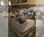 Small #9 Irish Wolfhound