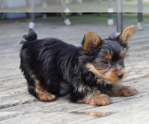 Yorkshire Terrier Puppy for sale in DENVER, PA, USA