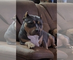Small Photo #1 American Bully Puppy For Sale in MANHATTAN, IL, USA