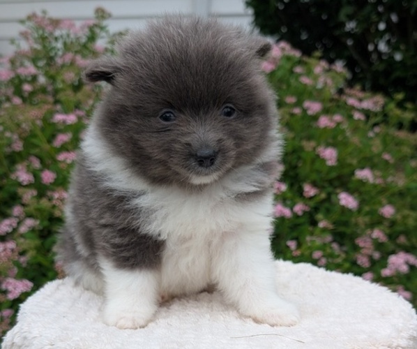 Medium Photo #43 Pomeranian Puppy For Sale in GOSHEN, IN, USA