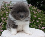 Small Photo #43 Pomeranian Puppy For Sale in GOSHEN, IN, USA