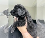 Small #3 Bernedoodle