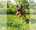 Small #2 American Pit Bull Terrier-German Shepherd Dog Mix